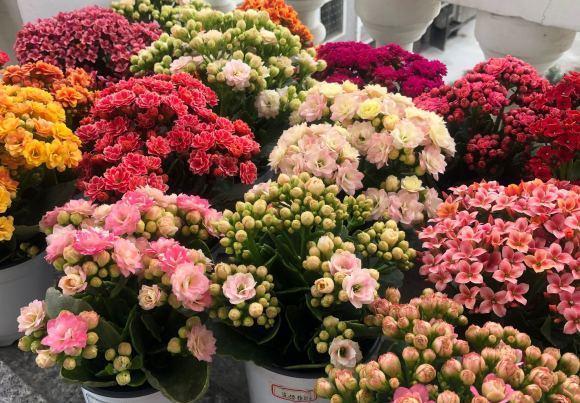 长寿花有“4喜3怕”,避开小坑,快速开花一大片,太省心了