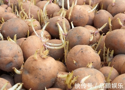 营养成分|食物发芽后有剧毒不能吃有些不仅能吃,营养价值还会变高