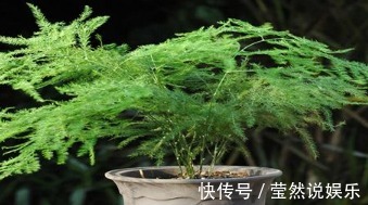 花卉|家居养花大蒜是好东西,花卉吃了不烂根蹭蹭长!