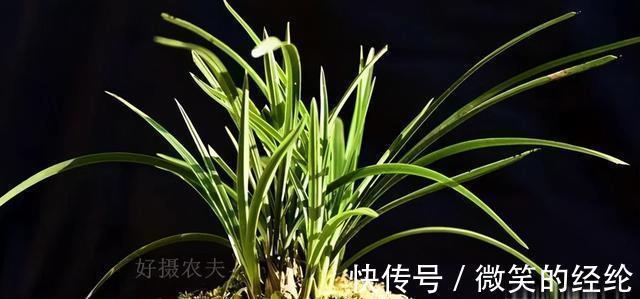 兰苗|怎么判断兰花缺少氮磷钾?学会这三招,养不好兰花都难