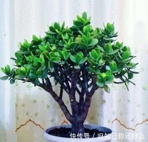 修剪|玉树小苗变“小树”，只用了这几招，一天比一天茂盛，疯长不停