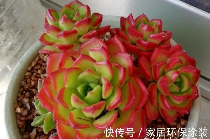 老桩|多肉红稚莲和火焰蒂亚,它们都长得快且一样的红,你养了哪一种?