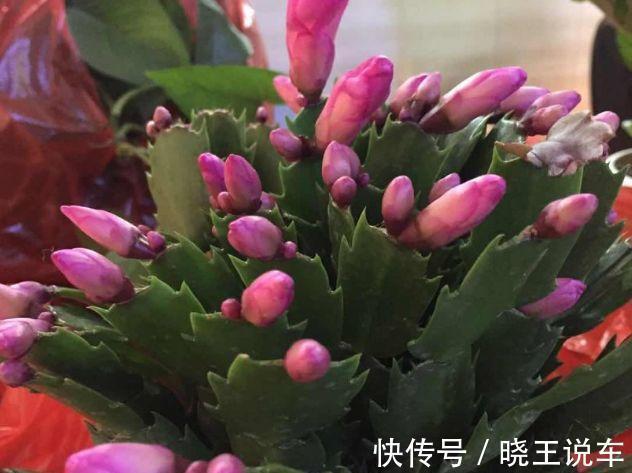 蟹爪兰满头大花苞,噼里啪啦全掉了?教你3招,满满的花芽挤爆了