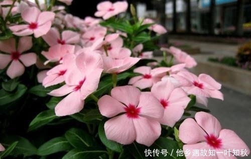 花苞|教你自制养花肥水,每月给花浇两次,啥花都抢着冒花苞