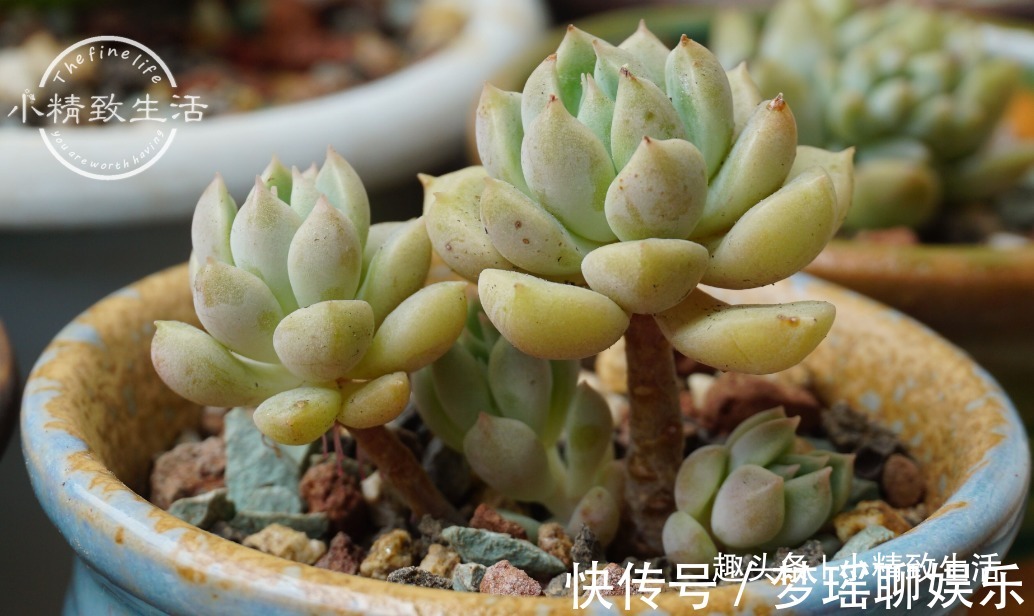 多肉一直不服盆,教你7个小方法,可快速发根,安全有效