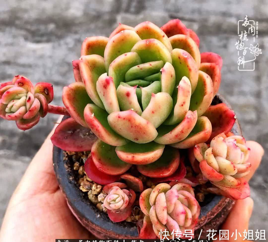 我的多肉宝宝美图,愿能给大家带来一丝轻松与愉悦!