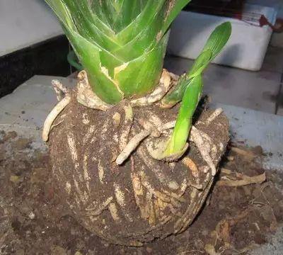 鸡蛋壳|4种“垃圾”家家都有，垫在花盆里，半年长出“白菜根”！