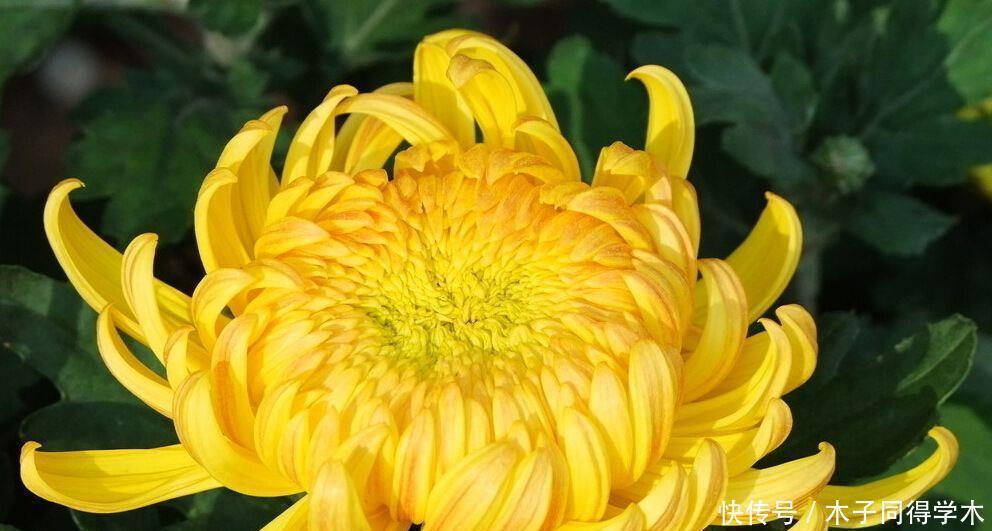 想要菊花盆栽摆脱虫害?只需做这些就能轻松解决