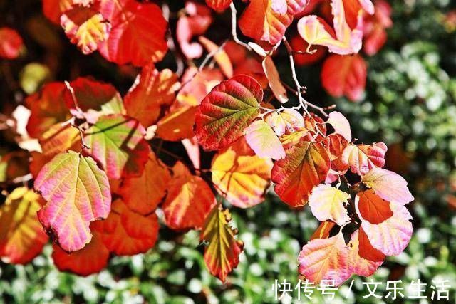 长安|李白特别柔情一首诗,短短6句,4句为千古名句,太经典选入课本