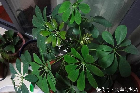 6种花,随便养一盆,空气清新“病菌”少!我就养6盆,对家人好!