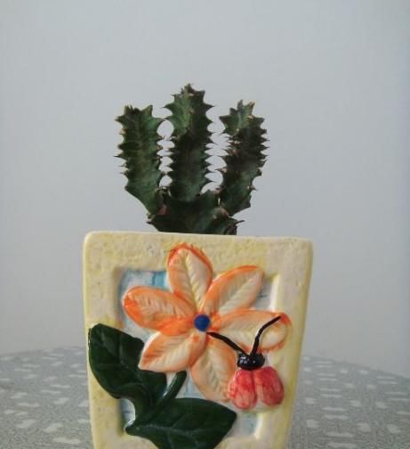 龙骨怎么扦插？