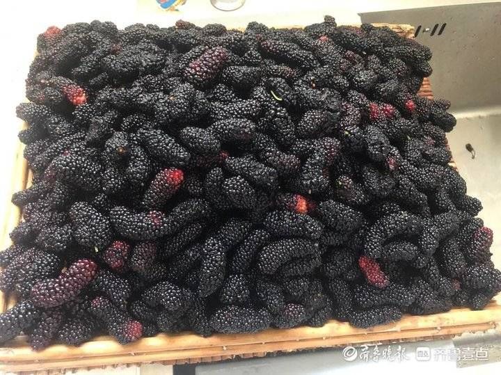 滋阴|壹粉食堂｜超级简易版的桑葚膏，滋阴补肾熬夜良方，看一眼就会