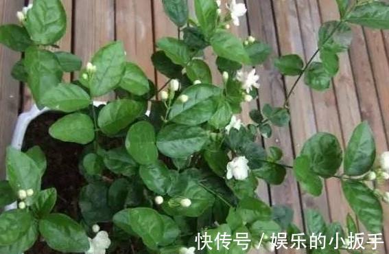 养茉莉,做好3点,叶片绿油油,开花翻几倍,快试试吧