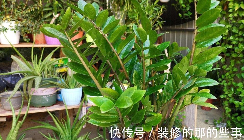 浇水|6种“泼辣花”,容易被浇死,越懒养越爆,勤快人养不好