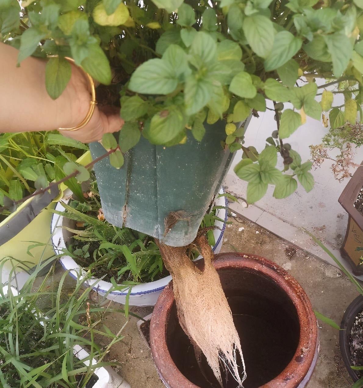 把薄荷养到枝叶繁茂爆盆,从“3点”做起,三个月后大变样