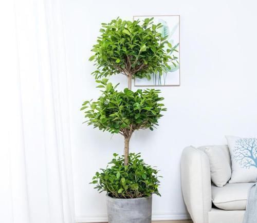 4种“招财花”，喜不喜欢都要养，家里放一盆，财运自己送上门