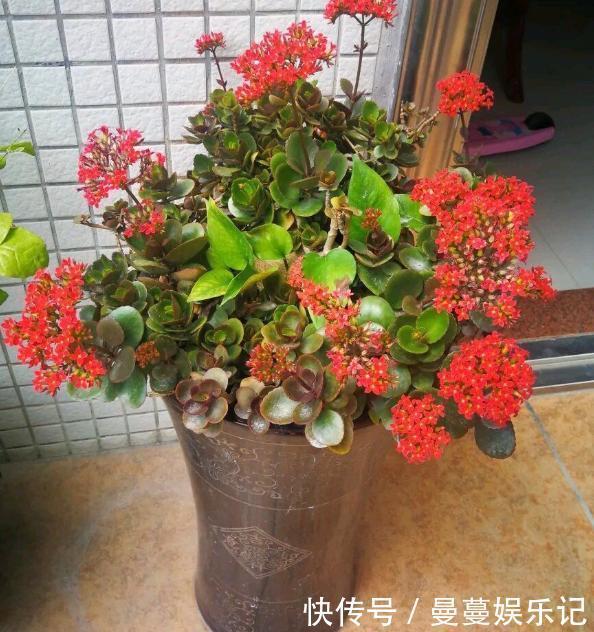 花盆|长寿花盆栽选重瓣品种，这么养护，谁能不喜欢！