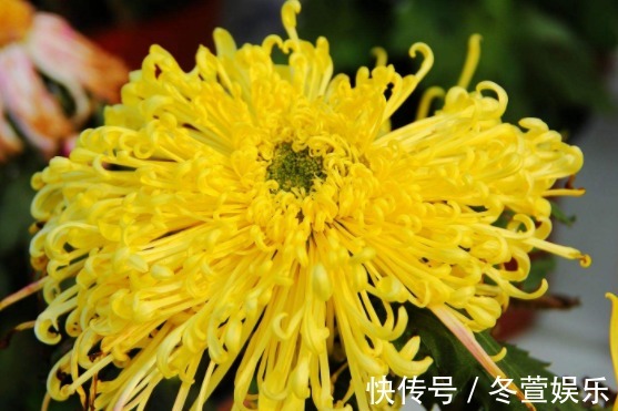 莲花|喜欢菊花，不如养盆“菊中珍品”唐宇秋荷，似清新莲花，婀娜多姿