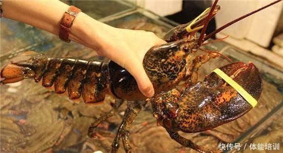 龙虾界的冒牌货,只因名字里有“龙虾”二字,“骗”了吃货不少钱