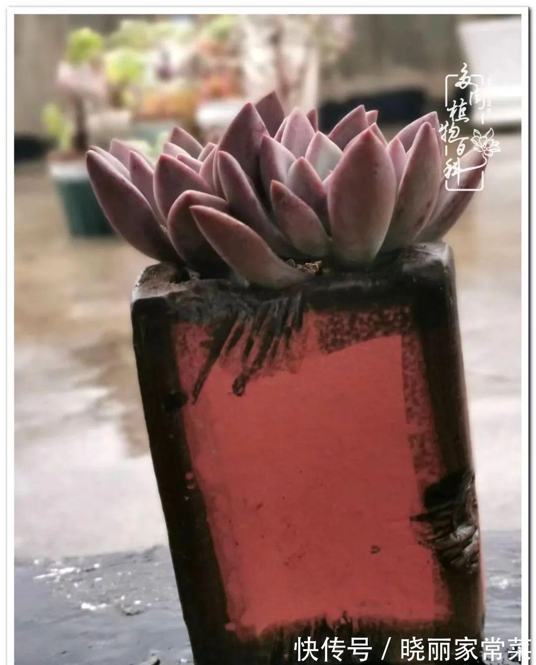 百科|多肉之路,让我沉醉,浮世三千,有肉就欢!