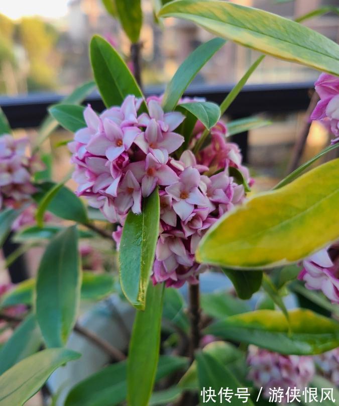 世界名花金边瑞香,冬季种植多注意这6点,开花香、数量多