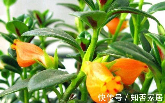 花卉|室内养招财花卉,别只养发财树了,这种小盆栽寓意好,颜值高