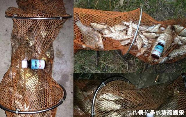 饵料|钓鱼时放药酒效果很好，但用错了反而死窝，几个技巧让你钓好鱼