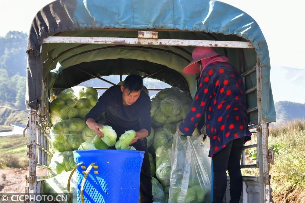 蔬菜|四川昭觉：高山反季节蔬菜种植 助农增收