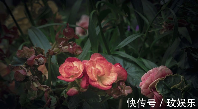 阳台养这5款花,花开比牡丹还美,浇点水就呼呼长,开花爆满盆!