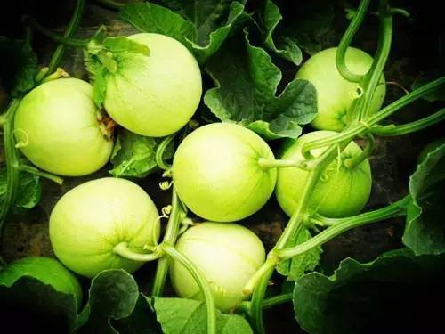 延缓衰老|超市比较常见的3种食物,营养丰富、延缓衰老,早吃早健康!