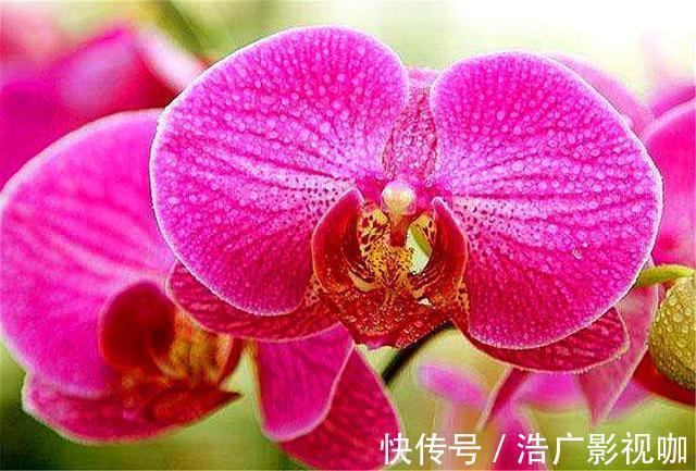 蝴蝶兰养不活开花少3招降低养护难度,花枝粗壮,开花又大又多