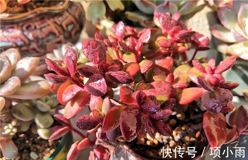 天下养肉人都一样贪