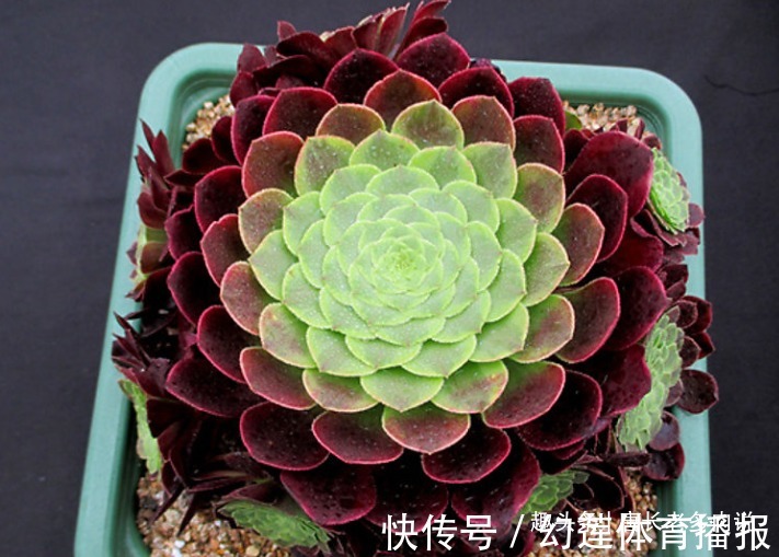 多肉嘉年华法师平常十分低调,但养出状态后它的颜值不输任何多肉