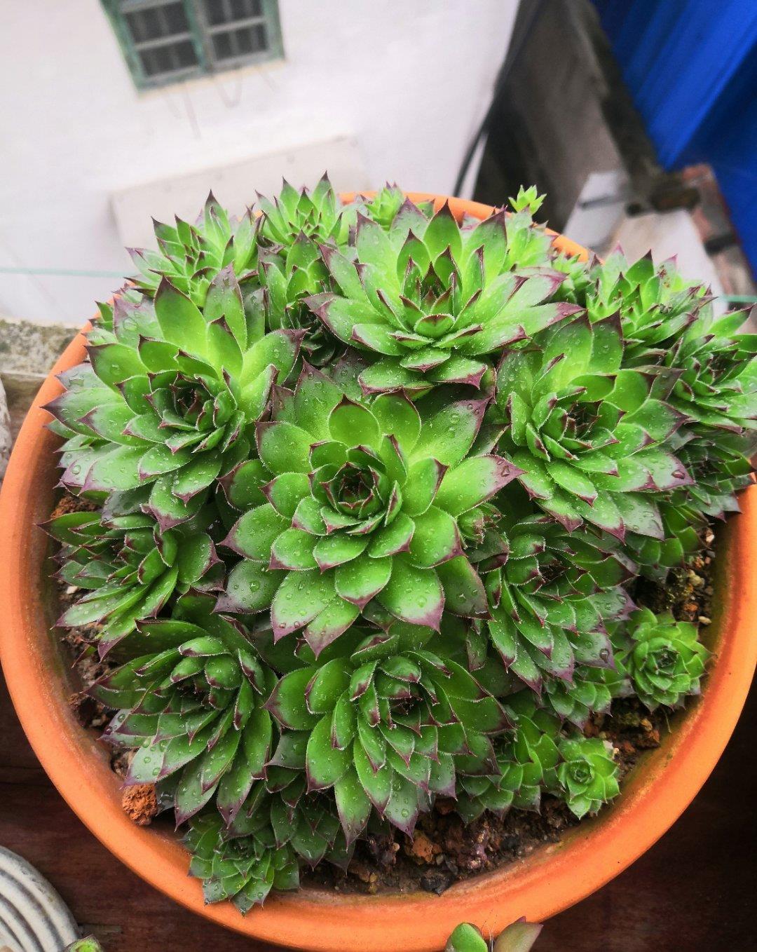 夏天|夏天就选这“三多肉”,不惧高温不休眠,40℃也能生机勃勃