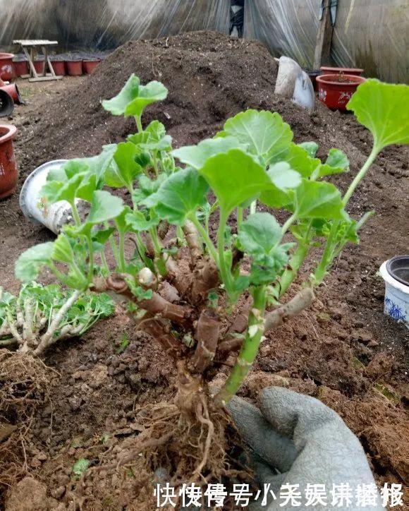 花苗越老越值钱这5种花的老桩,买了就上当