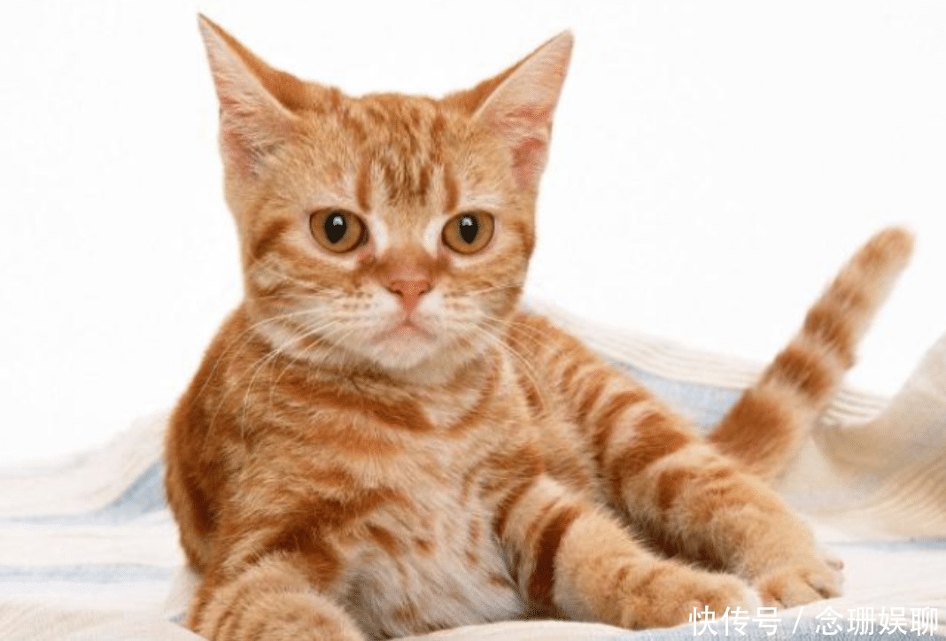 中国人为何不吃猫肉?原来李时珍早就给出答案,古人早已试过