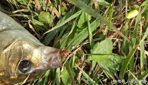 鱼情|野钓大鲫鱼的三种不常规钓法,在这些鱼情中使用,效果好得出奇!