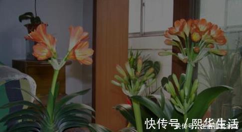 李大爷只用它养君子兰，不花一分钱，1年开花2次全都爆盆