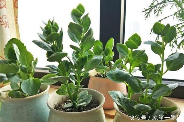 巧用磷酸二氢钾,花开不断,个子还大!