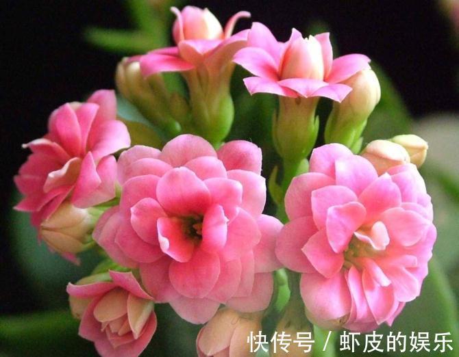 秋冬季节，这几盆对身体有益的花，又香又美，多养几盆也不嫌多