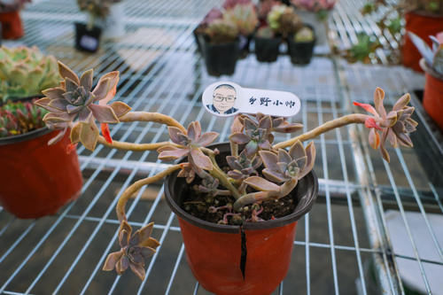 多肉长气根是什么原因?多肉长气根应该怎么办?小帅为你解答