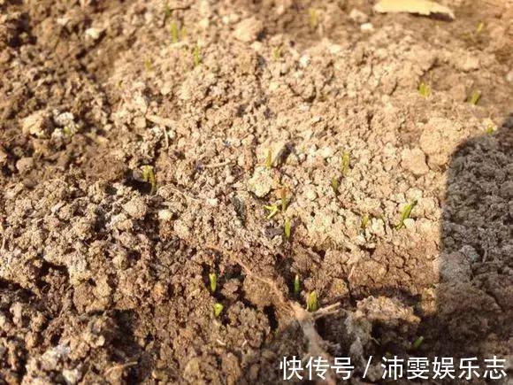 施肥|阳台种小葱，注意3点，叶子猛蹿，割了一茬又一茬，收获不断！