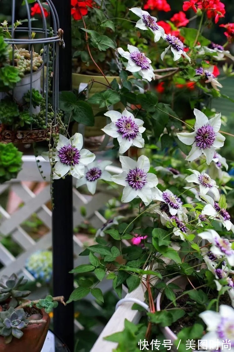 薇月|四年前,接手了朋友带120㎡院子的房子,打造成花园后朋友羡慕了