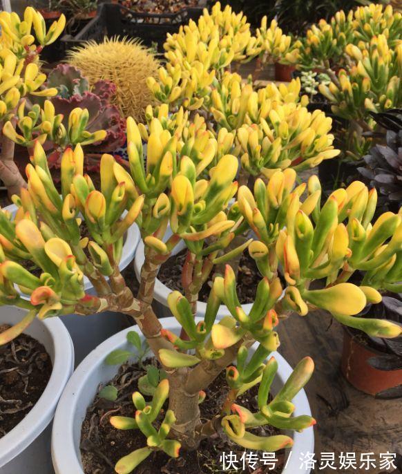 3种花自带“财气”,家里养一盆,财源广进、日子越来越红火