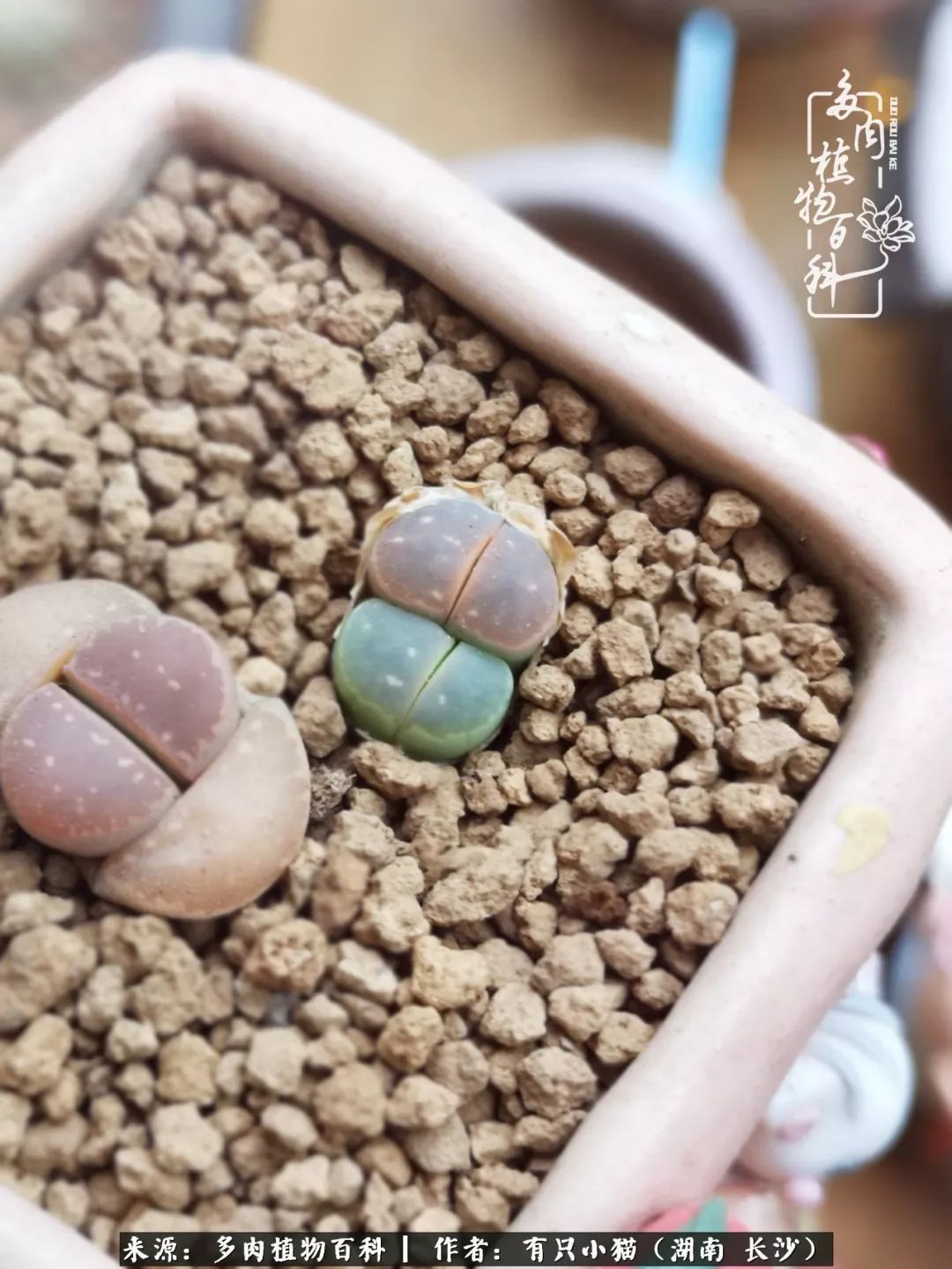 经历一个夏天的摧残,方知皮实好养的多肉才是真爱!