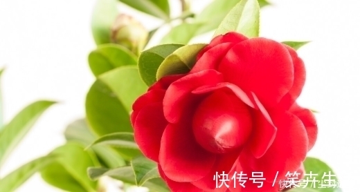 4种年宵花,盆栽美丽、插花诗意,高端大气春暖花开、幸福四季