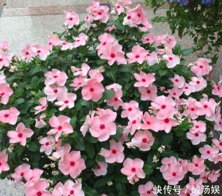 4种花“喜欢”晒太阳,越晒长得越旺,开花越多,1个月就爆盆