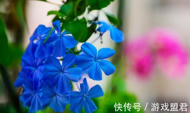 特爱“吃土”的8种花,该换盆时就换盆,别偷懒