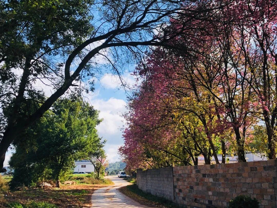 樱花|通海里山：樱花烂漫似春来