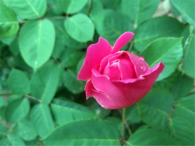 玫瑰和月季怎么区分最简单的方法是什么